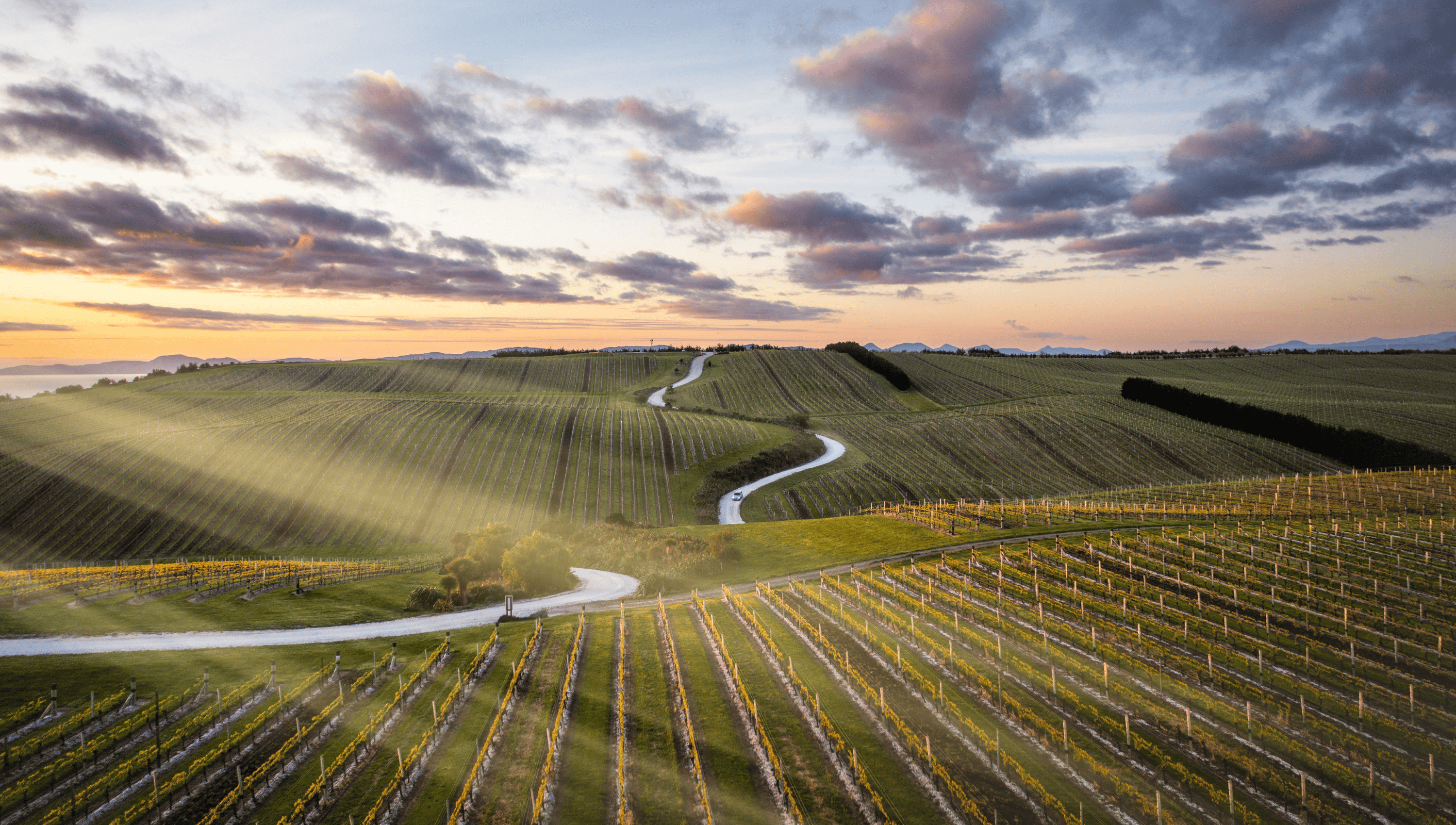 Yealands Estate vineyard landscape in New Zealand