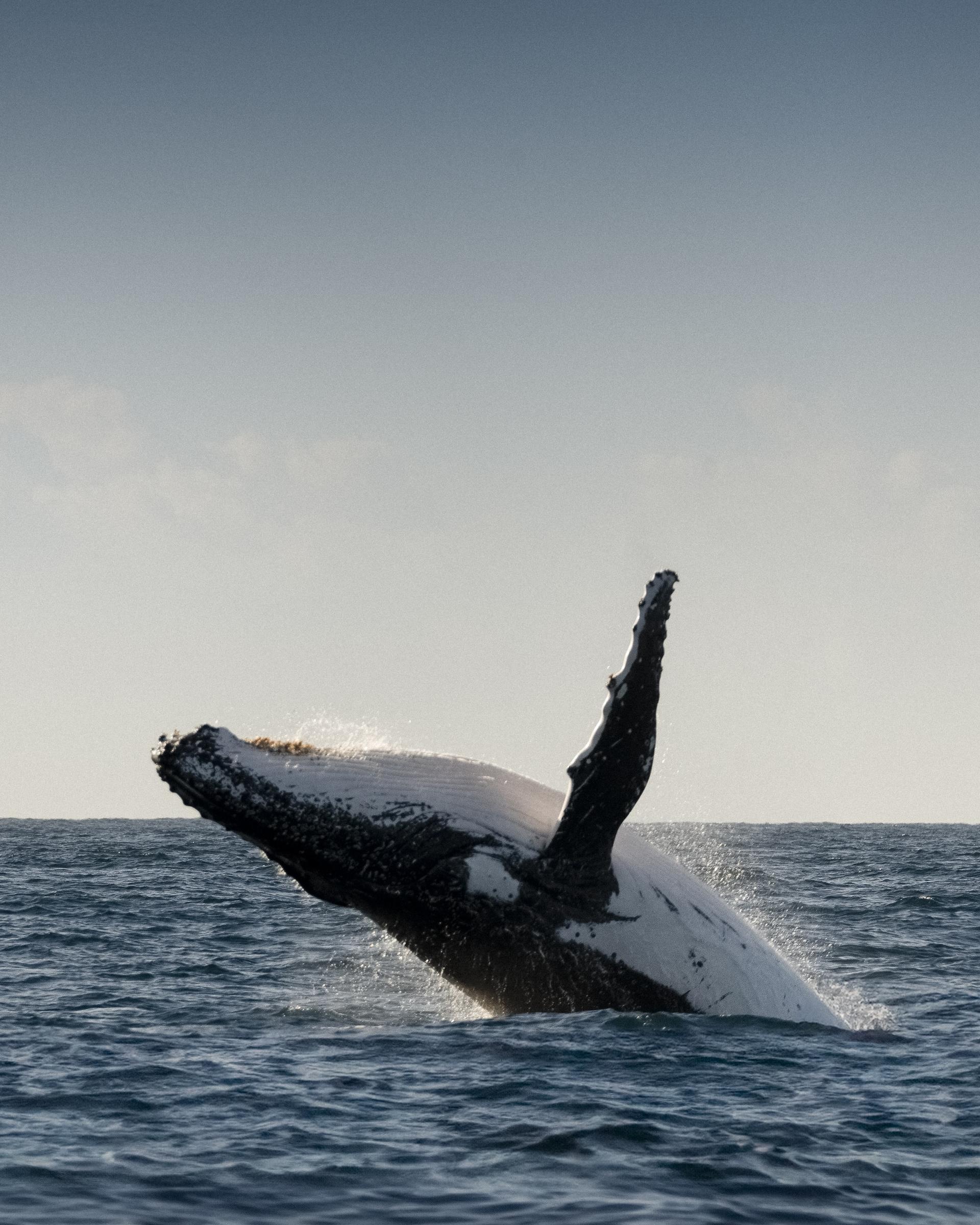 Whale watching experience